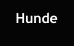 Hunde
